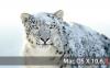 Snow-Leopard-1062.jpg